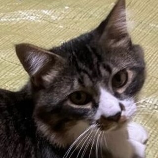 タロー　9ヶ月　中毛？ノルウェージャン風　雄