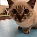 生後2-3ヶ月☆シャム猫ちゃん