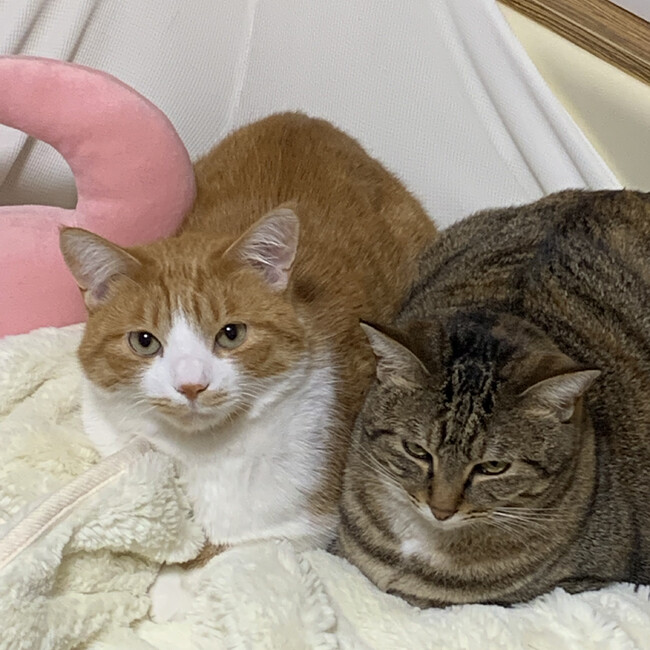 ふじもと  のカバー写真