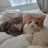 ふじもと  