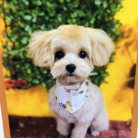 モコ