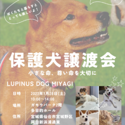 保護犬譲渡会