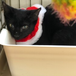 三重県桑名市1月8日(日)リトルパウエイド譲渡会