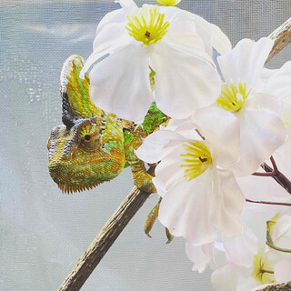 天然でかわいいエボシカメレオン（募集一旦停止中）