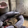 【募集中】甘えっ子サバトラ柄 サムネイル4
