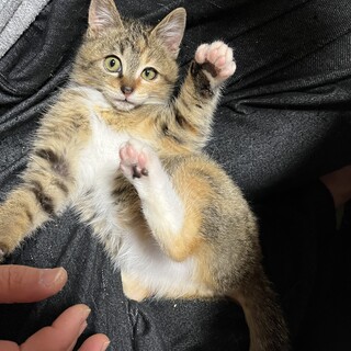 生後約３ヶ月◎ちょこんと靴下がかわいい◎三毛ちゃん