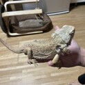 フトアゴ　4匹　