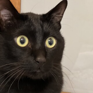 寂しがり屋の丸顔オレオ！1歳8ヶ月の男子♪