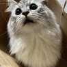 の写真