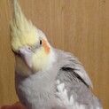 オカメインコ(シナモン)1才半♂