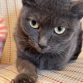 ■おっとり　グレーのクマリさん