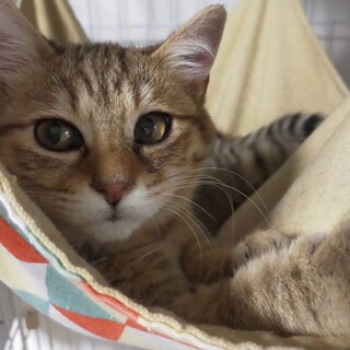 ■元気ママ　みさえ