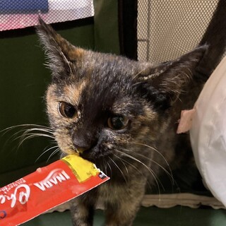 ■可愛いサビ　ひまわり　募集一時ストップします