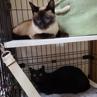 ドラちゃん♥︎ラピスちゃん親子