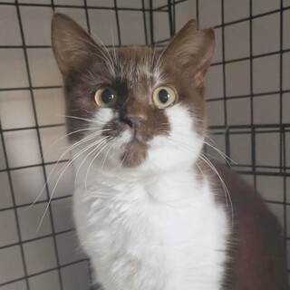 【トライアル決定】チョコ白⭐︎丸顔♀生後5ヶ月