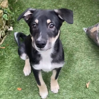 とってもフレンドリーなミックスの子犬かんたくん