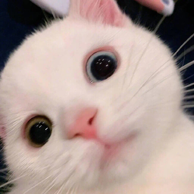 任佳佳のカバー写真