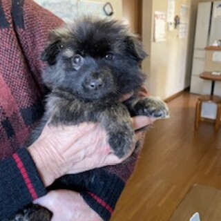 つぶらな瞳が可愛い女の子☆約２ヶ月☆こうめちゃん