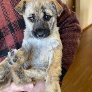 お澄まし顔の女の子☆約２ヶ月☆はなちゃん