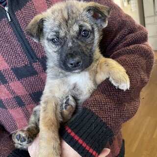 りりしいお顔の男の子☆約２ヶ月☆ハムカツくん