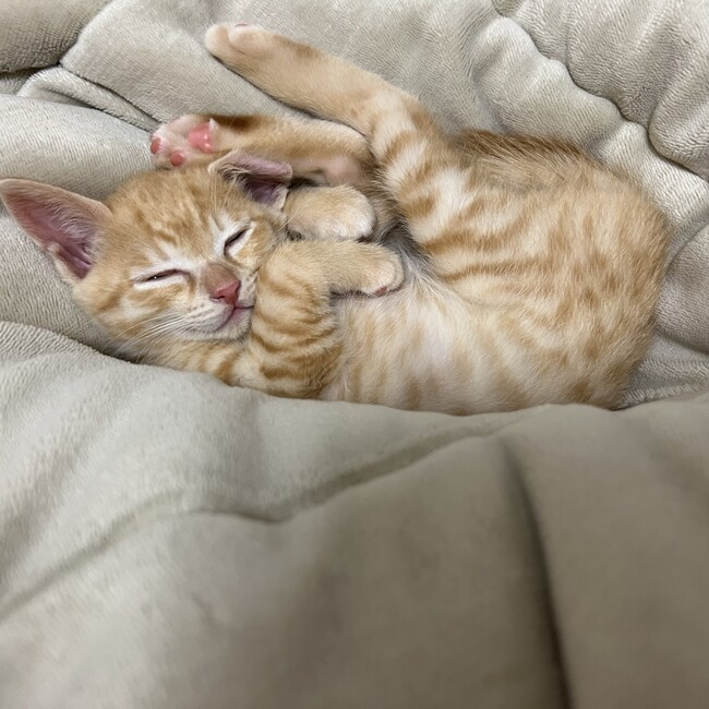 みーたろうさんのカバー写真