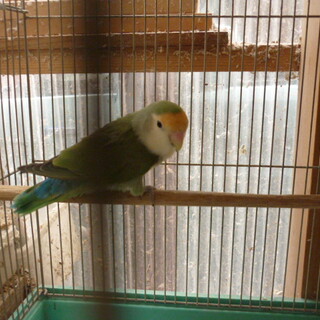 コザクラインコ