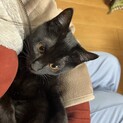 姉妹で素敵な里親さんが見つかりました。