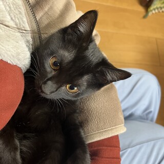 姉妹で素敵な里親さんが見つかりました。