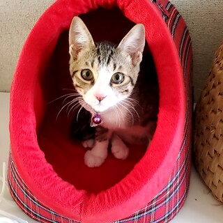 1/9ナナちゃん譲渡決定　有り難うございます