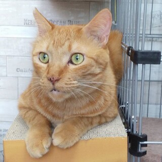 明るく優しい甘えん坊❤️ちゃとら大ちゃん