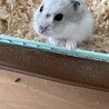ハムスター4匹の里親募集 サムネイル2