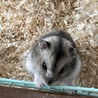 ハムスター4匹の里親募集 サムネイル3