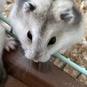 ハムスター4匹の里親募集 サムネイル4