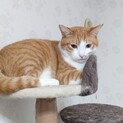 猫にモテモテ❤️チャシロのエル