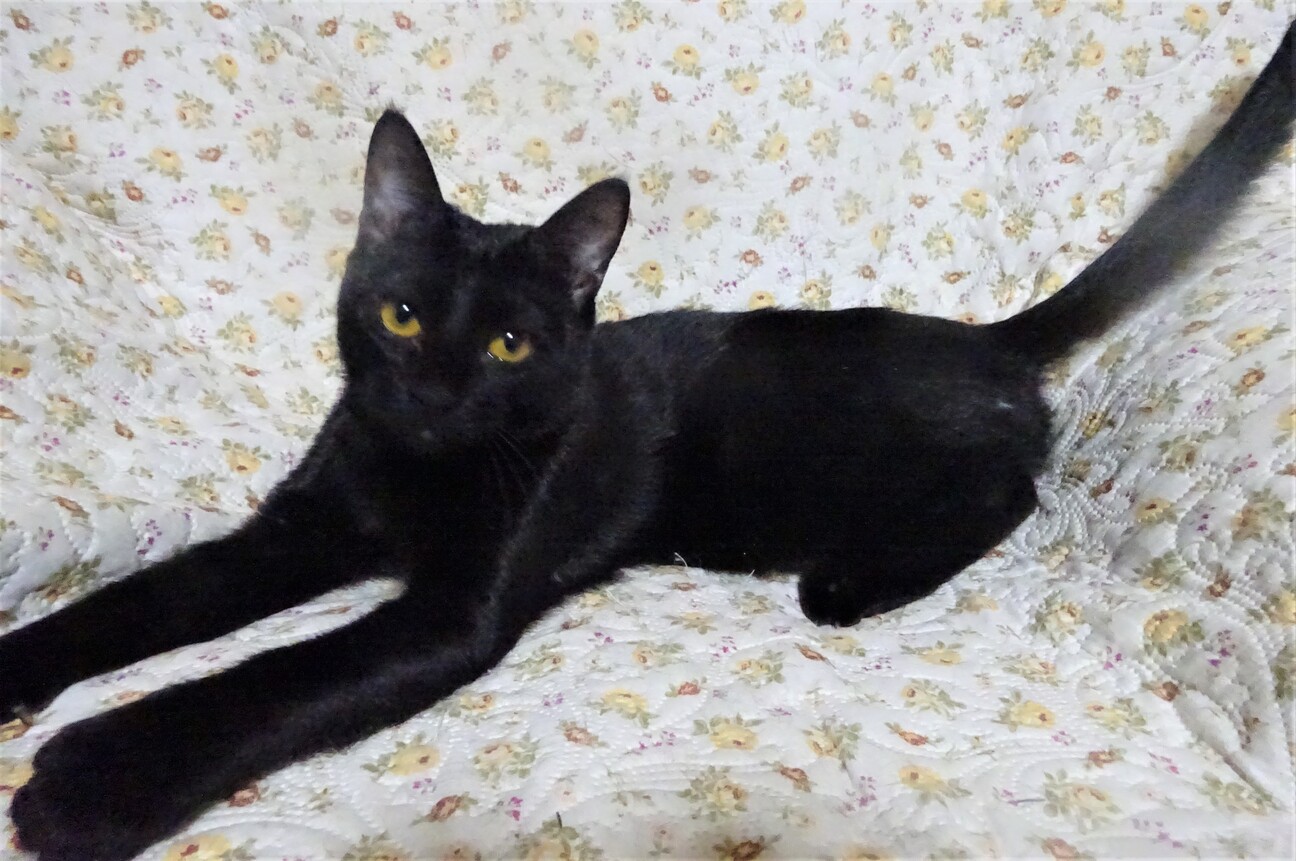 スリムな黒猫さやかちゃん」千葉県 - 猫の里親募集(422504) :: ペット