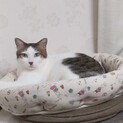 猫が大好き❤️キジシロケント