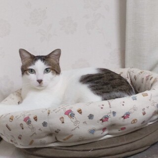 猫が大好き❤️キジシロケント
