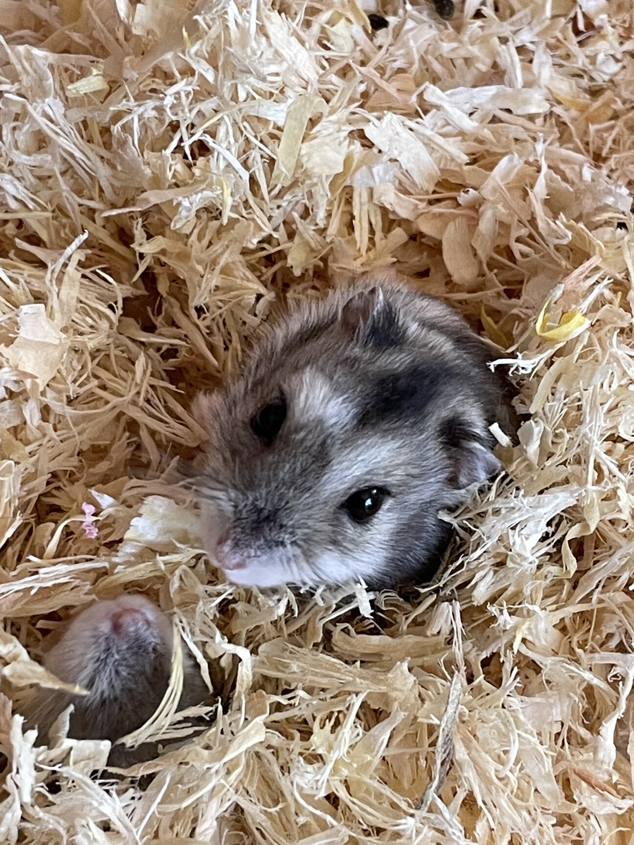 ハムスター2匹の里親募集 サムネイル1