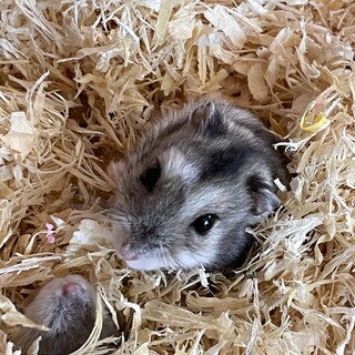 ハムスター2匹の里親募集
