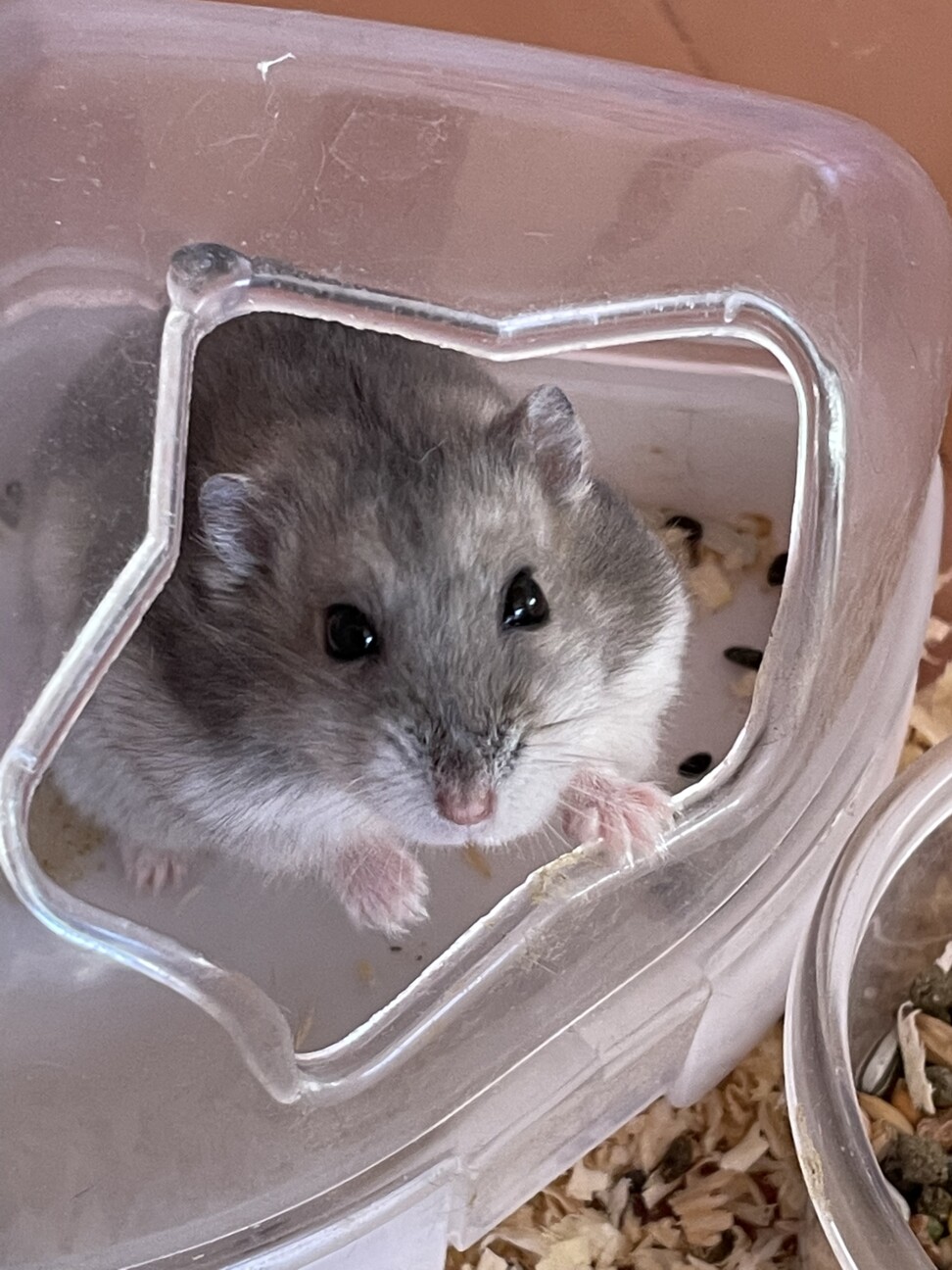 ハムスター2匹の里親募集 サムネイル2