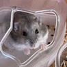 ハムスター2匹の里親募集 サムネイル2
