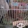 デグーの里親募集 サムネイル2