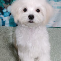 元気いっぱいマルチーズ子犬♂コハク