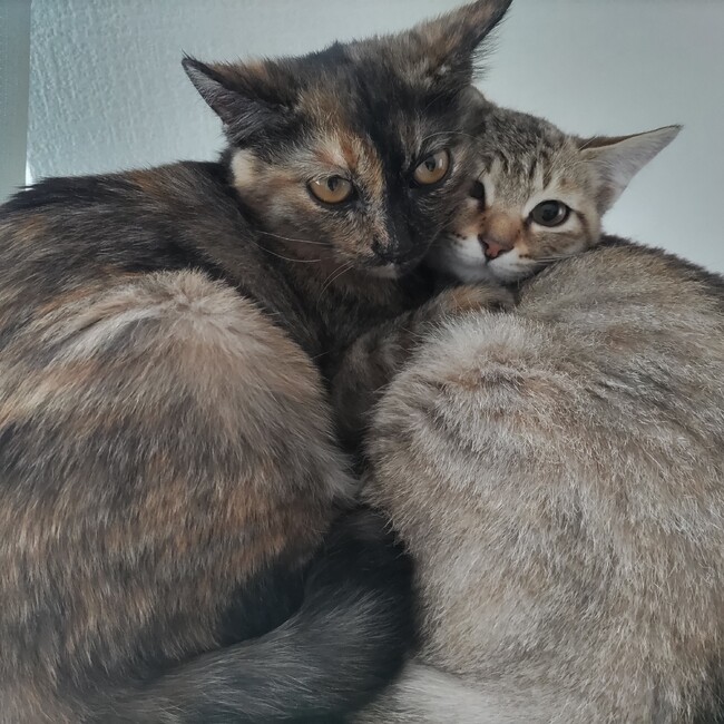 unyaunyaunyoのカバー写真