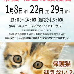 千葉市「 幕張 ねこの譲渡会」動物病院で開催です