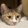 とってもかわいい三毛猫・にーちゃん、医療しつけ済 サムネイル2