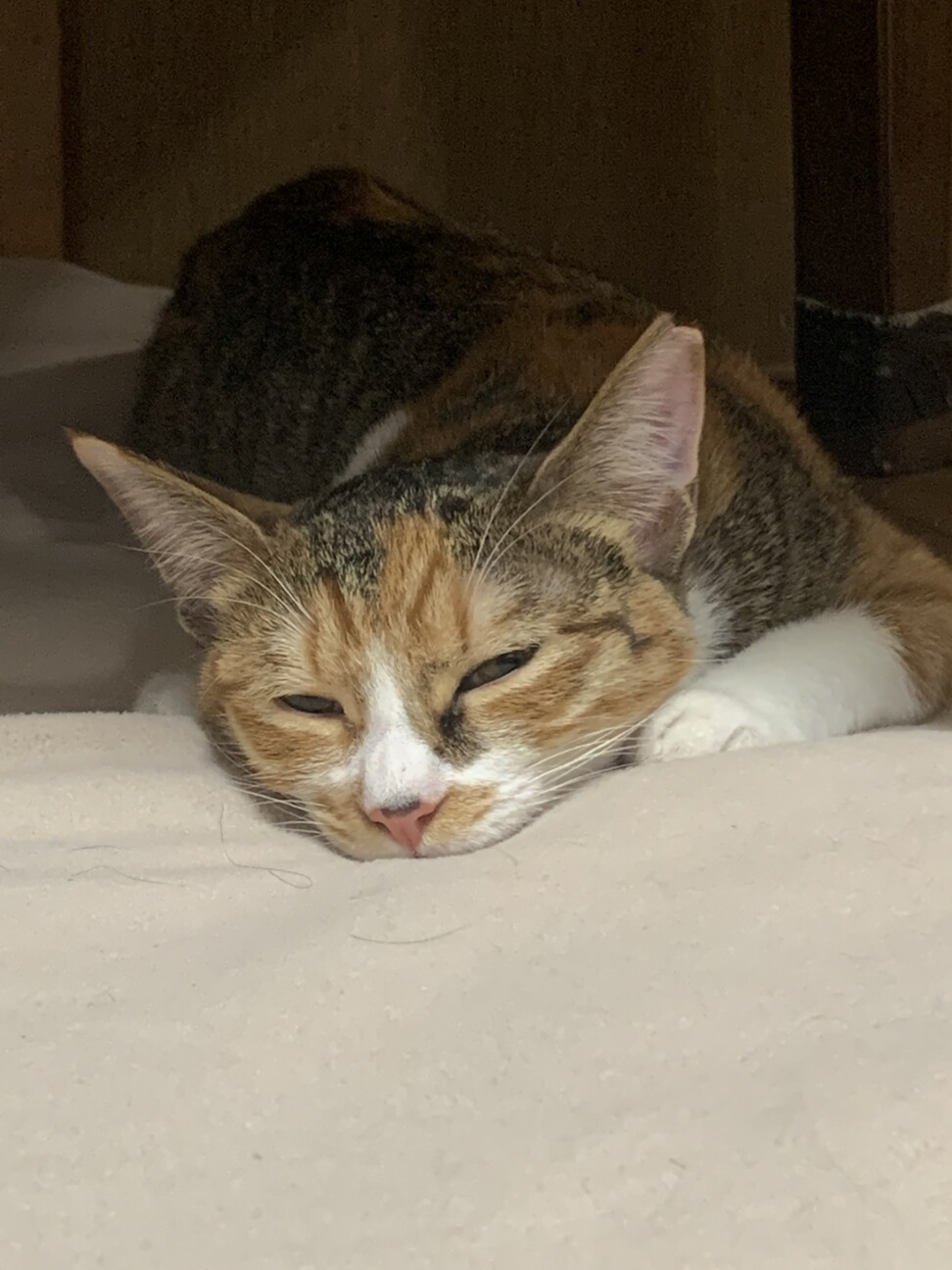 とってもかわいい三毛猫・にーちゃん、医療しつけ済 サムネイル3