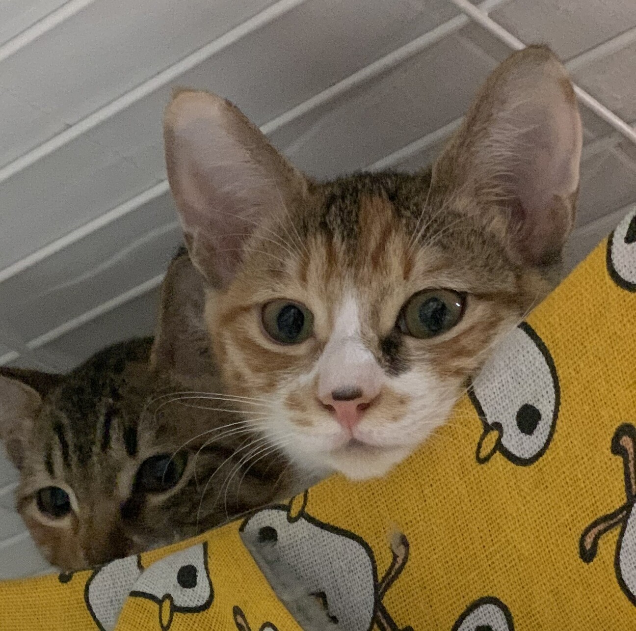 とってもかわいい三毛猫・にーちゃん、医療しつけ済 サムネイル4