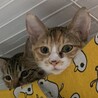 とってもかわいい三毛猫・にーちゃん、医療しつけ済 サムネイル4