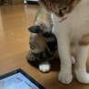 とってもかわいい三毛猫・にーちゃん、医療しつけ済 サムネイル6